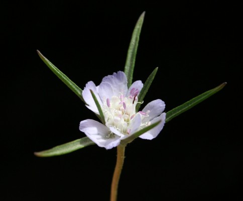 תגית קיצית Lomelosia argentea (L.) Greuter & Burdet