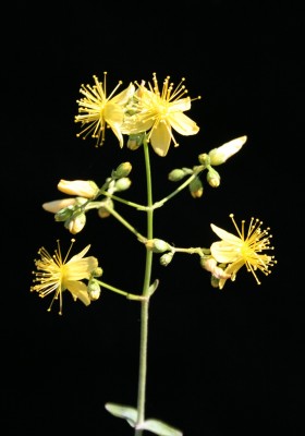 Hypericum lanuginosum Lam.