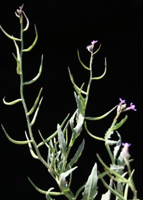 מלקולמיה (סטריגוסלה) אפריקנית Strigosella africana (L.) W.T. Aiton