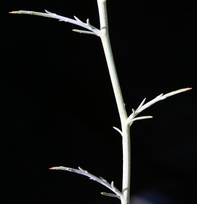 נואית קוצנית Noaea mucronata (Forssk.) Asch. & Schweinf.