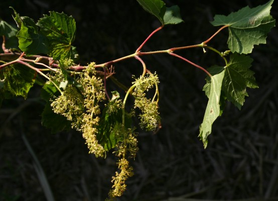 גפן היערות Vitis vinifera L.