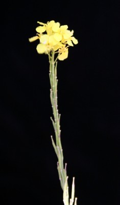 Brassica nigra (L.) W.D.J.Koch