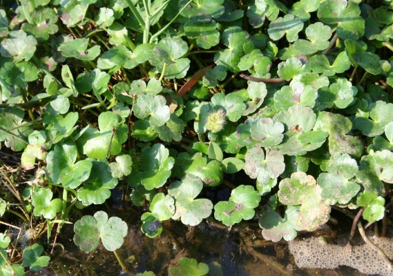 Hydrocotyle ranunculoides L.f.