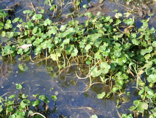 Hydrocotyle ranunculoides L.f.