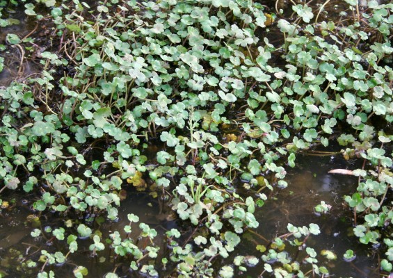 Hydrocotyle ranunculoides L.f.