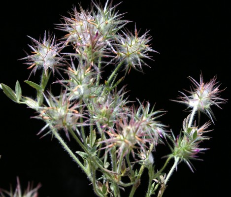 תלתן נאה Trifolium dasyurum C.Presl
