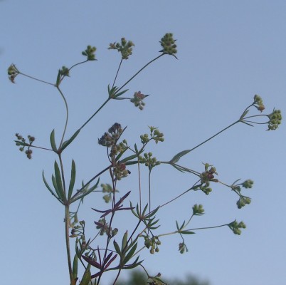דבקת פלשת Galium philistaeum Boiss.