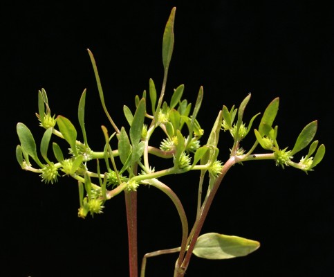 נורית חיקית Ranunculus lateriflorus DC.