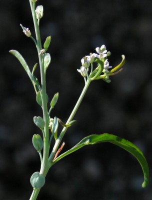 Lepidium sativum L.