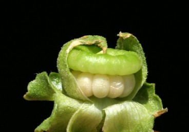 הפרי מכוסה באופן מלא בדיסקוס שטוח או שקערורי המתפתח בראשו של הציר המתרומם ממצעית הפרח.
