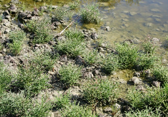 פרקן עשבוני Salicornia europaea L.