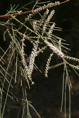 אשל הפרקים Tamarix aphylla (L.) Karsten