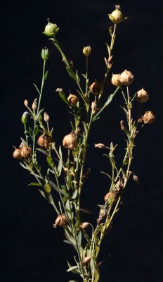 Linum usitatissimum L.