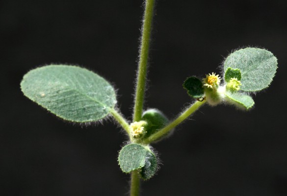 חלבלוב צמיר Euphorbia petiolata Banks & Sol.