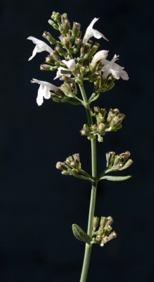 זוטה לבנה Micromeria fruticosa (L.) Druce