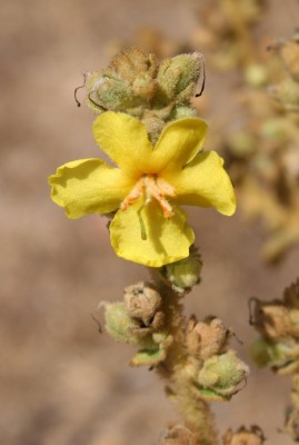 בוצין סיני Verbascum sinaiticum Benth.