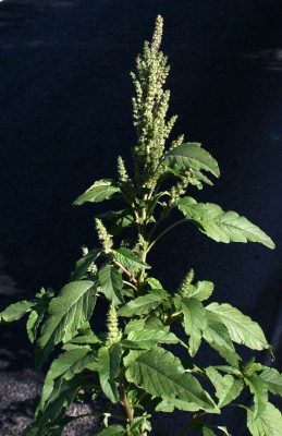 ירבוז ירוק-שיבולת Amaranthus cruentus L.