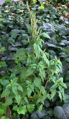 ירבוז ירוק-שיבולת Amaranthus cruentus L.
