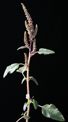 ירבוז מבריק Amaranthus blitum L.