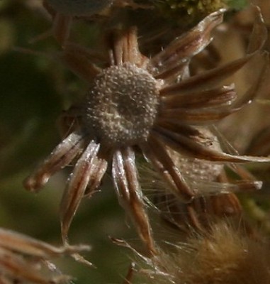 קייצת מלבינה Erigeron sumatrensis Retz.