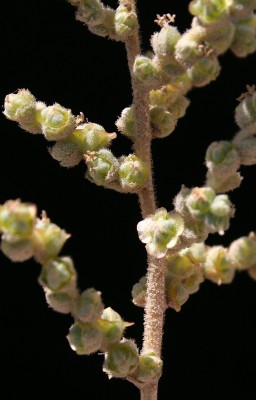 מלחית עדינה Salsola incanescens C.A.Mey.