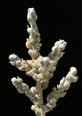 מלחית אשונה Salsola vermiculata L.
