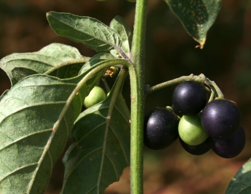 סולנום שחור Solanum nigrum L.