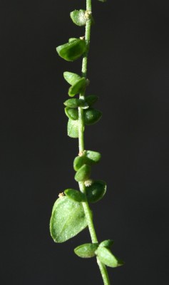 מלוח קטן-פרחים Atriplex micrantha C.A. Meyer