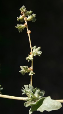 מלוח מלבין Atriplex leucoclada Boiss.
