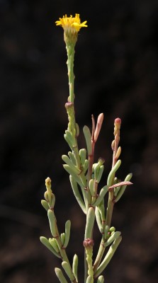 בן-טיון בשרני Limbarda crithmoides (L.) Dumort.