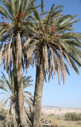 עץ דו-ביתי בעל גזע בלתי מסועף. תרבותי וכנראה גדל בר בקרבת מעיינות ומליחות במדבר.