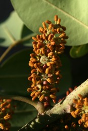 הפרחים הזכריים ניכרים בקבוצות בנות 5 אבקנים; הם מצויים על עצי-זכר.