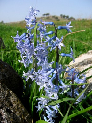 Hyacinthus orientalis L.