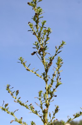ירבוז יווני Amaranthus graecizans L.