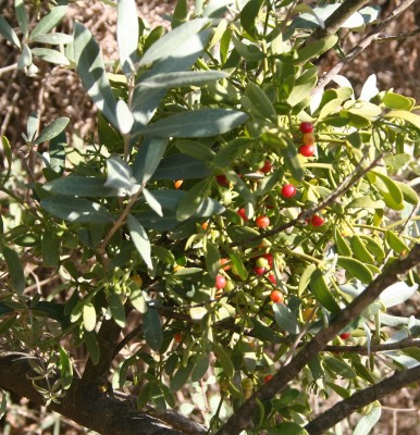 דבקון הזית Viscum cruciatum Boiss.