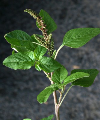 ירבוז עדין Amaranthus viridis L.