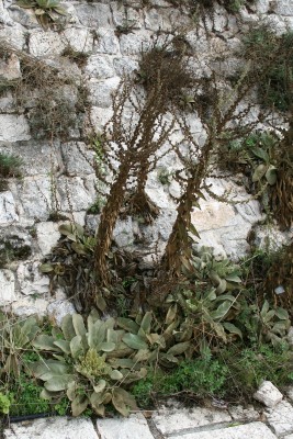בוצין סיני Verbascum sinaiticum Benth.