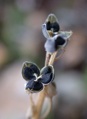 בן-חצב סתווני Scilla autumnalis L.