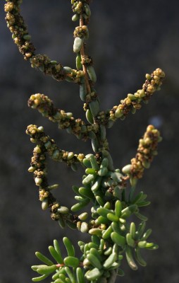 Suaeda fruticosa Forssk. ex J.F.Gmel.
