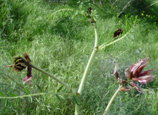 קדד בירותי Astragalus berytheus Boiss. & Blanche