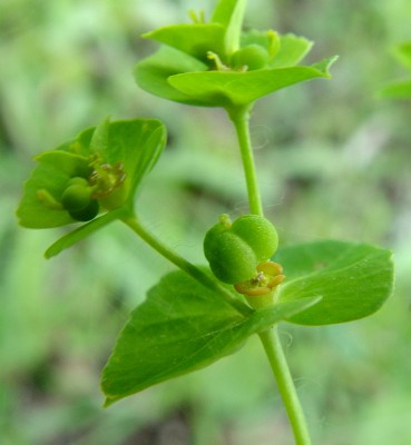 חלבלוב משונשן Euphorbia arguta Banks & Sol.