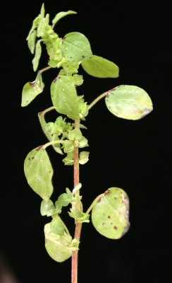 כתלית זעירה Parietaria alsinifolia Delile