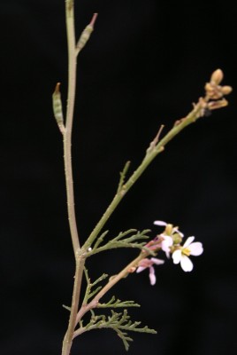 בן-שלח מנוצה Erucaria microcarpa Boiss.