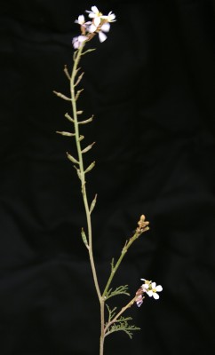 בן-שלח מנוצה Erucaria microcarpa Boiss.
