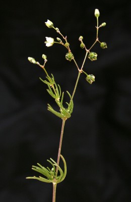 דורית רפה Spergula fallax (Lowe) E.H.L.Krause