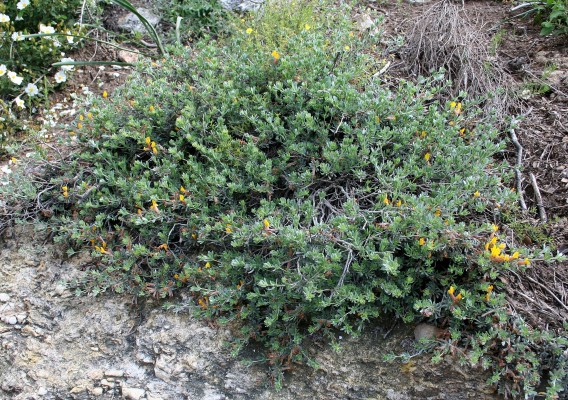 Cytisopsis pseudocytisus (Boiss.) Fertig