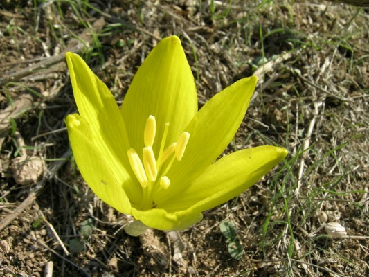 חלמונית גדולה Sternbergia clusiana (Ker Gawler) Spreng.