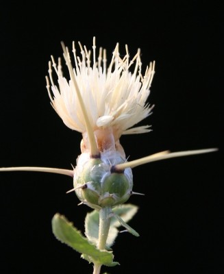 דרדר קרומי Centaurea hyalolepis Boiss.