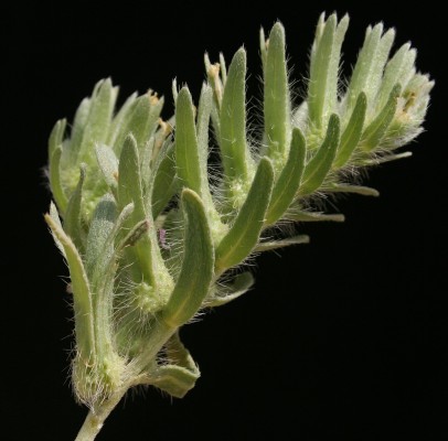 ארנבית צרת-עלים Arnebia linearifolia DC.