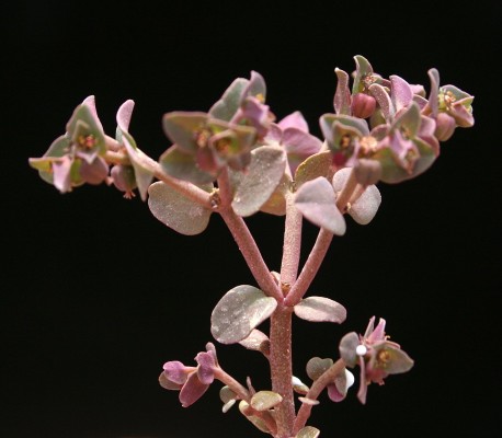 חלבלוב פעוט Euphorbia chamaepeplus Boiss. & Gaill.